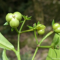 Blachia umbellata (Willd.) Baill.